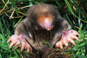 Mogeres - kakve životinje su, i sve o svom načinu života Mogeres - kakve životinje su, i sve o svom načinu života